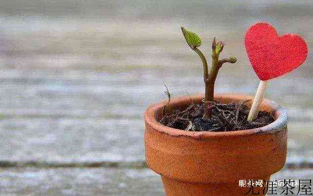 茶叶水可以浇花吗