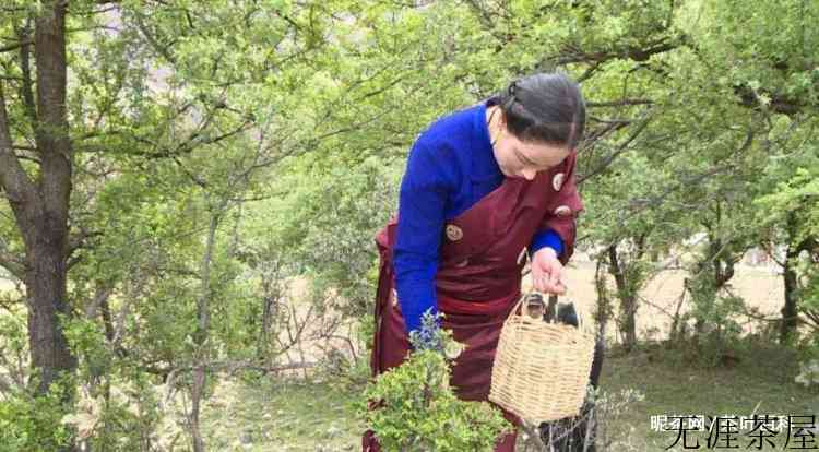 俄色茶的功效及禁忌
