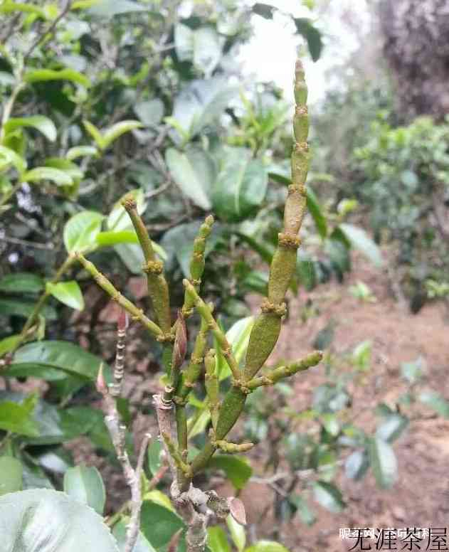 古茶树螃蟹脚的功效与作用