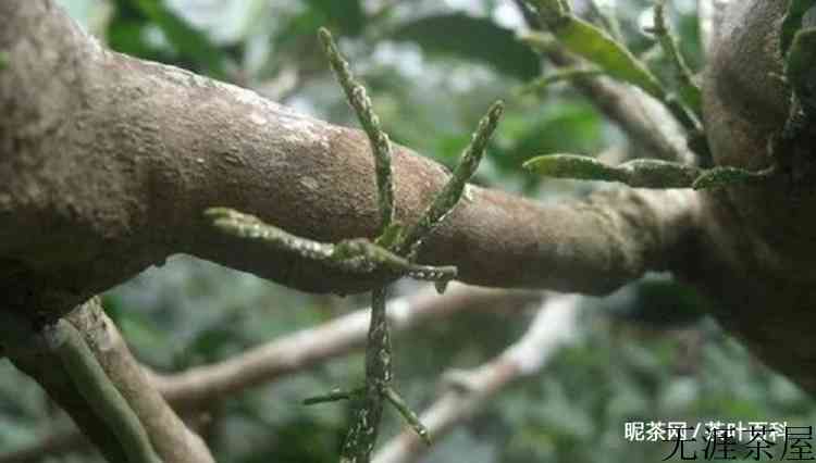 古茶树螃蟹脚的功效与作用