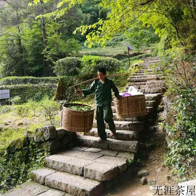 正山小种红茶的制作工艺流程
