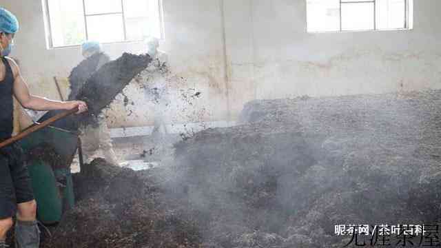 普洱茶熟茶经过什么工艺加工而成