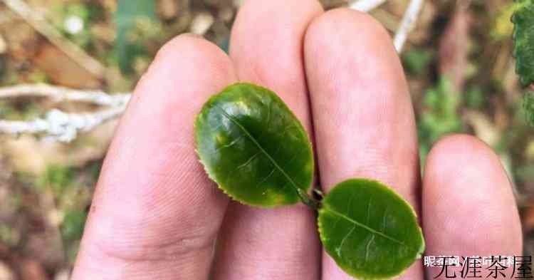 猫耳朵古树茶的口感特点