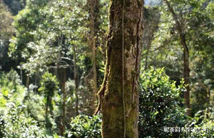 易武百花潭普洱茶的特点