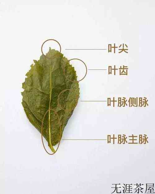 铁观音茶属于什么茶系列