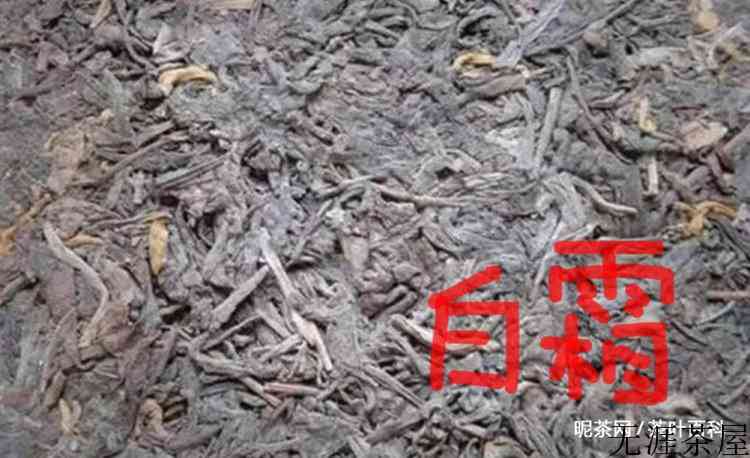 普洱茶长白毛发霉还能喝吗