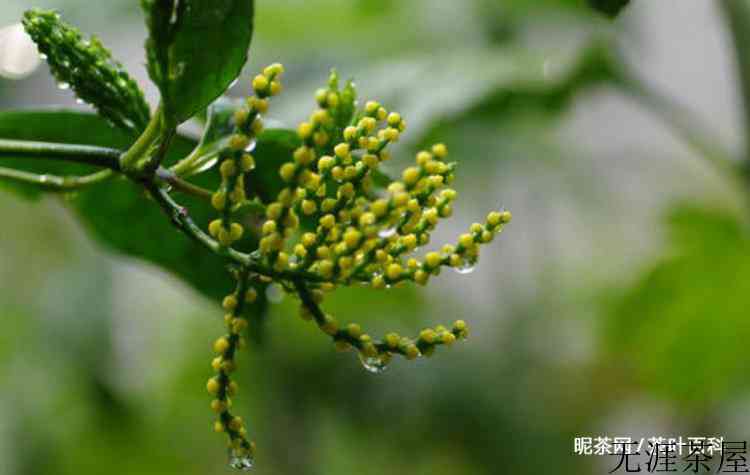 竹节茶的功效与作用