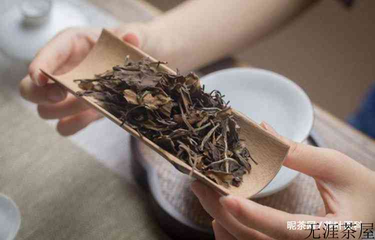 老白茶性寒还是性温