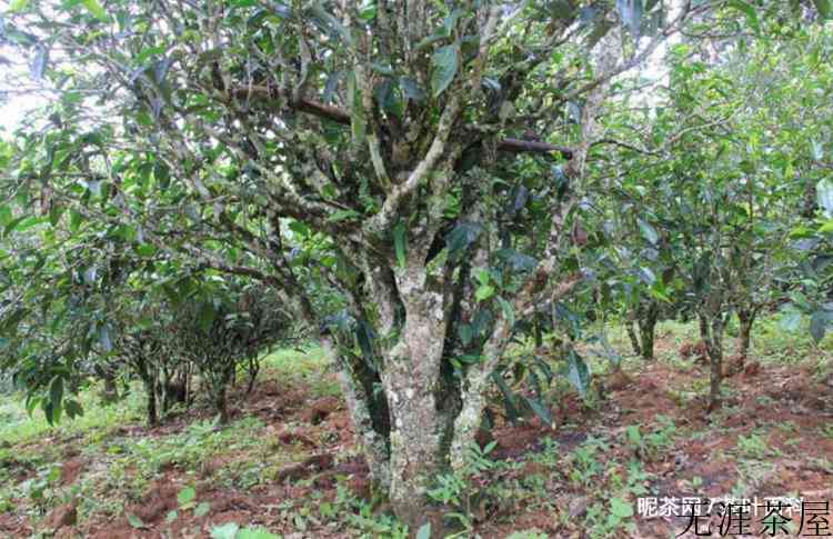 生茶和熟茶的区别在哪里