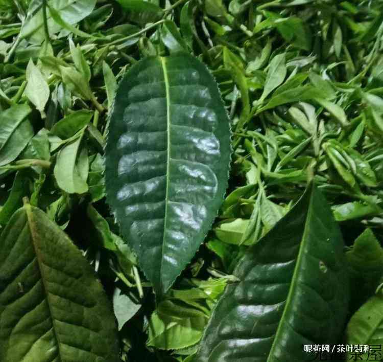 生茶和熟茶的区别在哪里