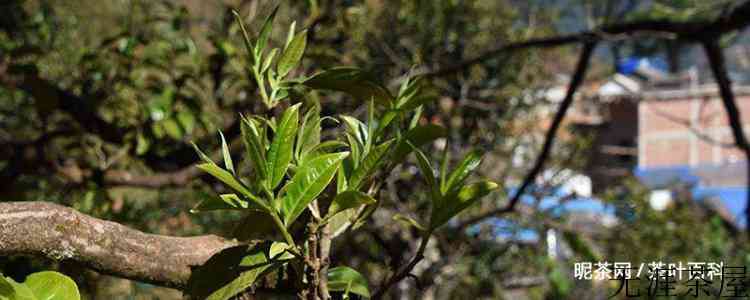 普洱六大茶山是哪六个