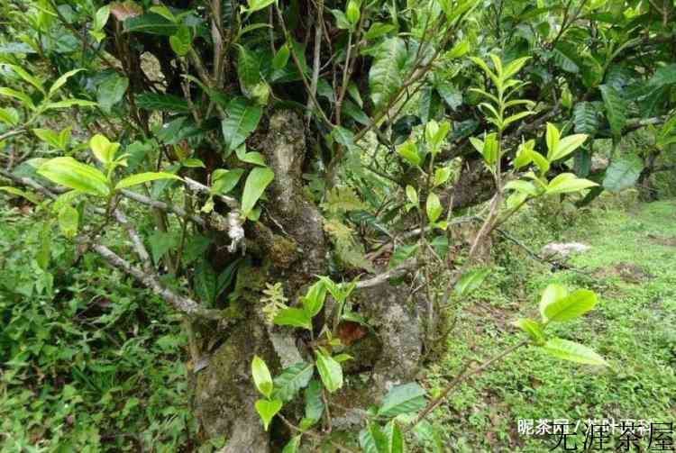 普洱六大茶山是哪六个