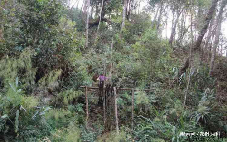 普洱六大茶山是哪六个