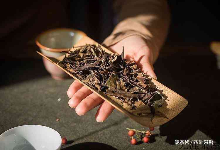 白茶用多少度的水泡最好