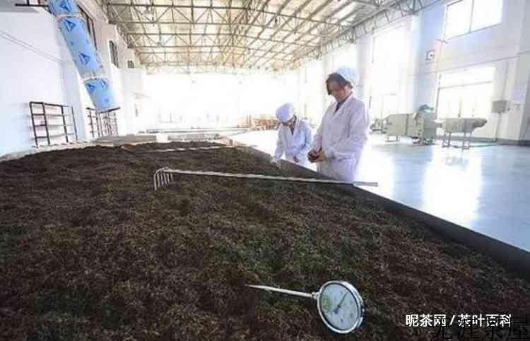 黑茶是发酵茶吗