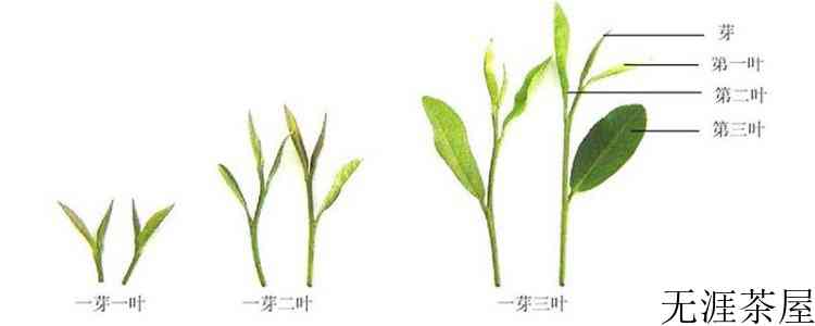 茶树的分类依据和类别