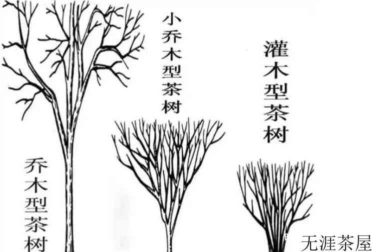 茶树的分类依据和类别