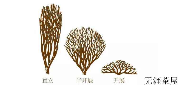 茶树的分类依据和类别
