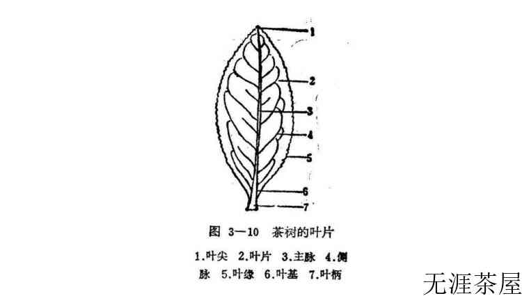 茶树的分类依据和类别