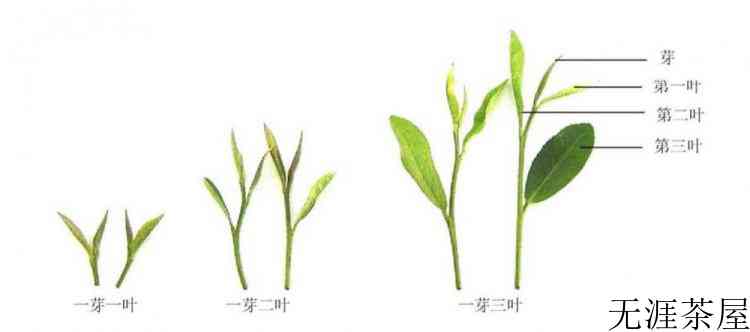 茶树的分类依据和类别