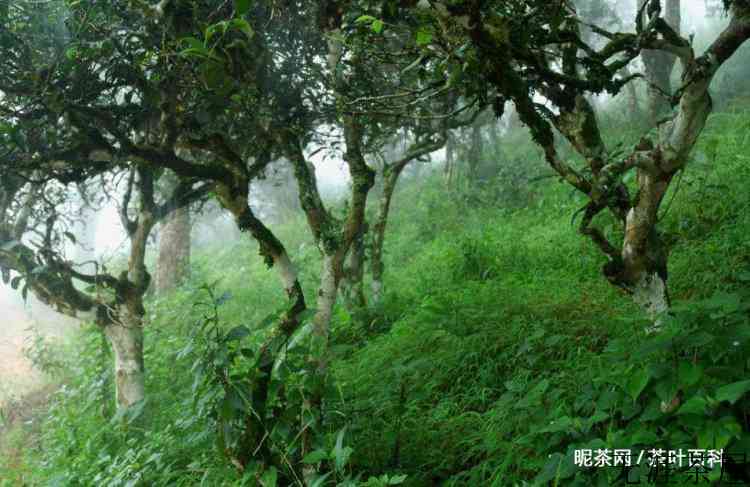 茶树的分类依据和类别