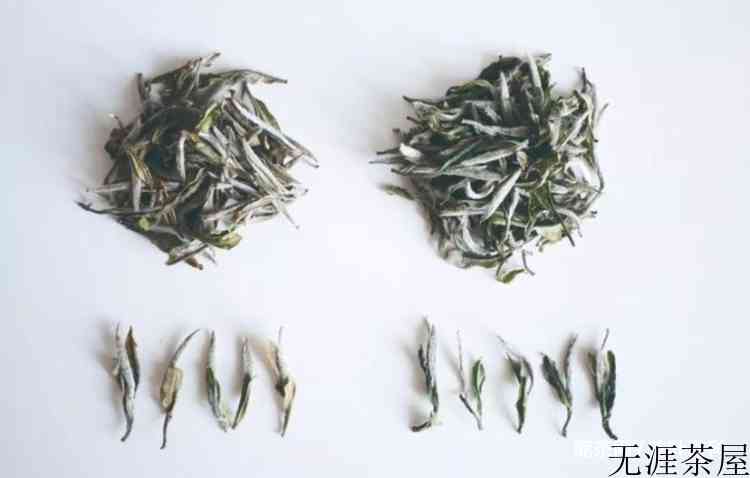 福鼎白茶等级怎么分