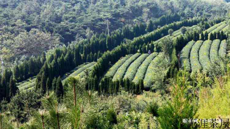 日照绿茶用多少度的水泡最好