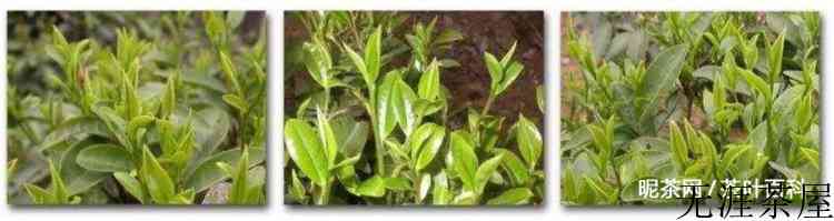 六堡茶与普洱茶的区别