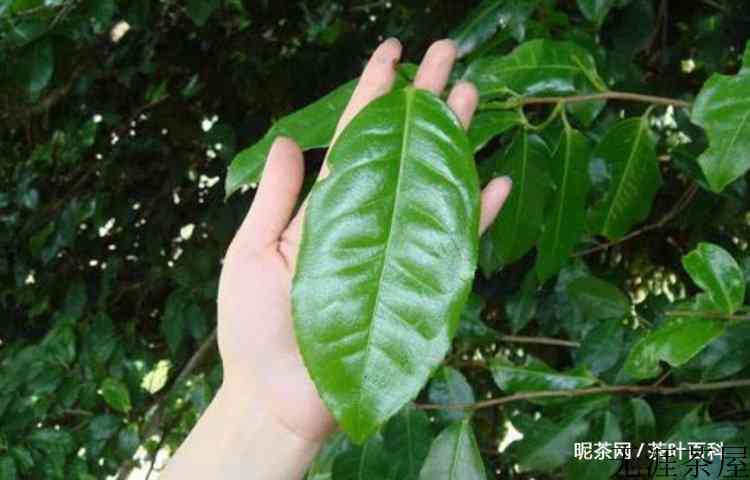 六堡茶与普洱茶的区别