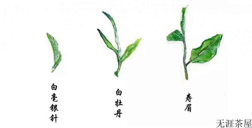 白茶饼是不是时间越长越好