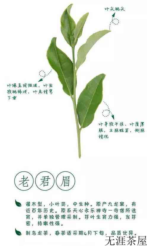 老君眉是什么茶