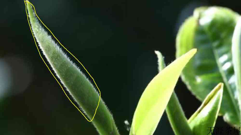 茶叶长白毛了还能喝吗