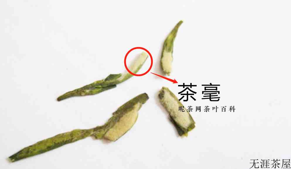茶叶长白毛了还能喝吗