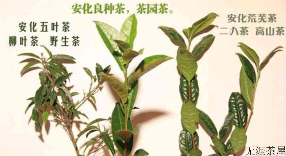 安化黑茶是什么茶