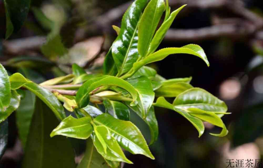 野生茶用多少度的水泡
