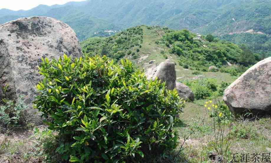野生茶用多少度的水泡