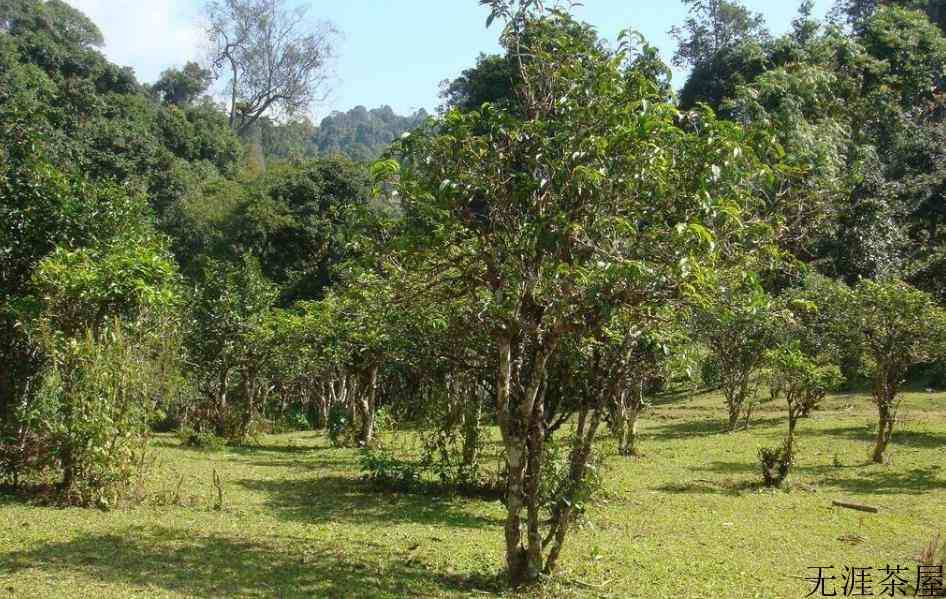 普洱茶六大产区和六大茶山