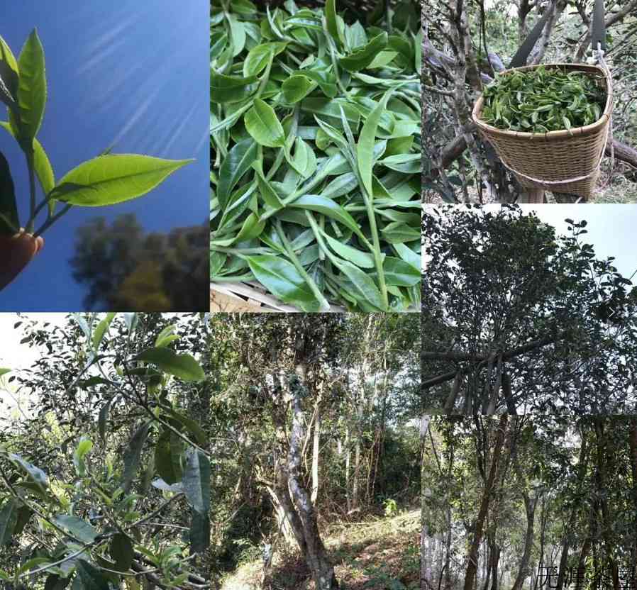 曼松古树茶产地