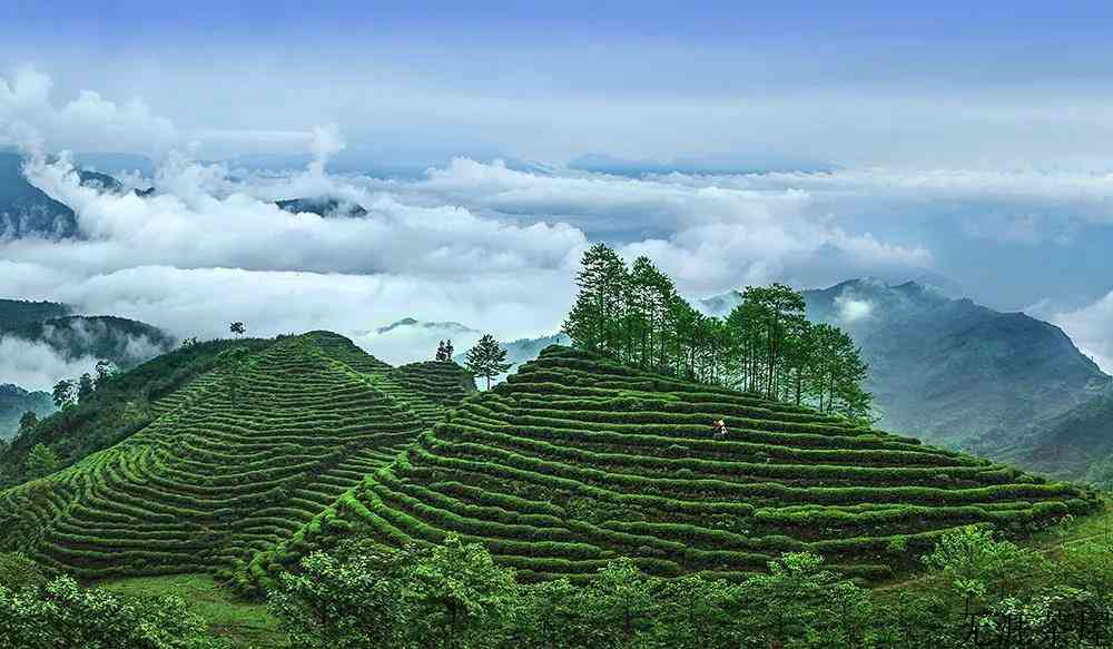 竹叶青茶产地在哪