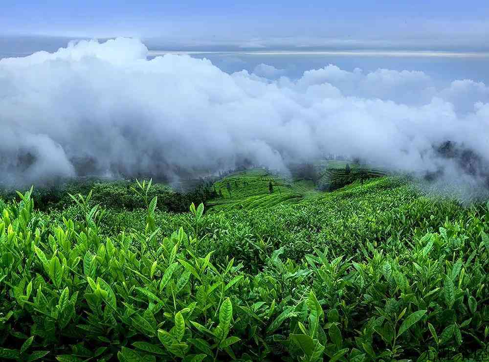 竹叶青茶产地在哪