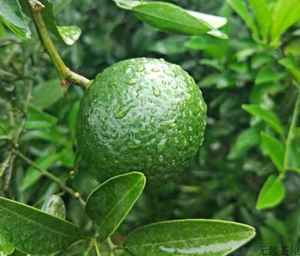普洱茶和小青柑普洱的区别