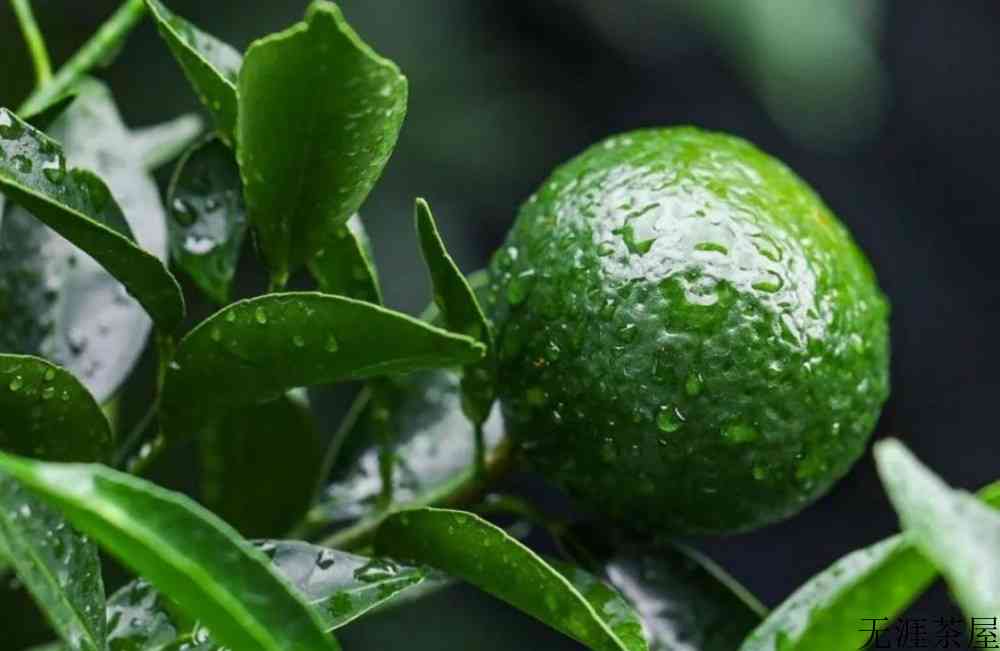 青柑普洱是红茶还是绿茶