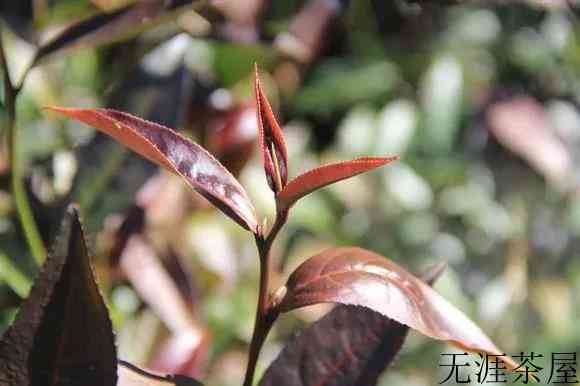 紫芽普洱茶特点