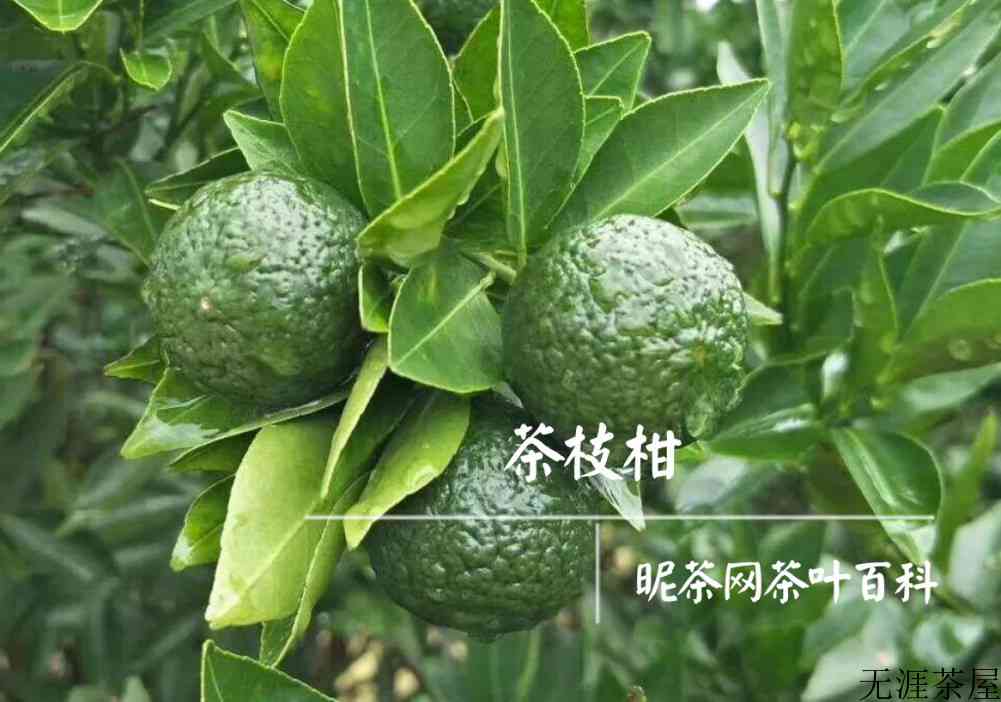茶枝柑与小青桔的区别