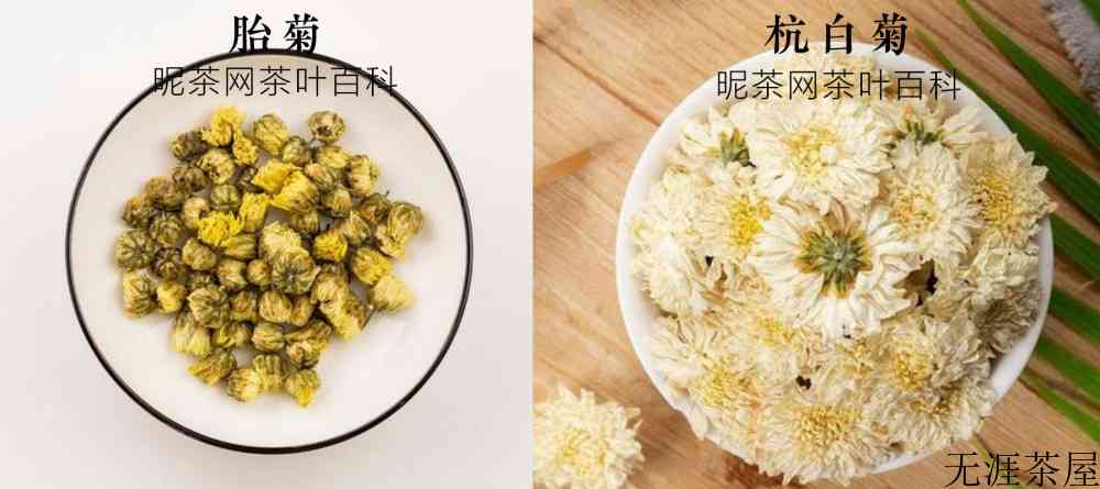 胎菊与杭白菊的功效与作用区别