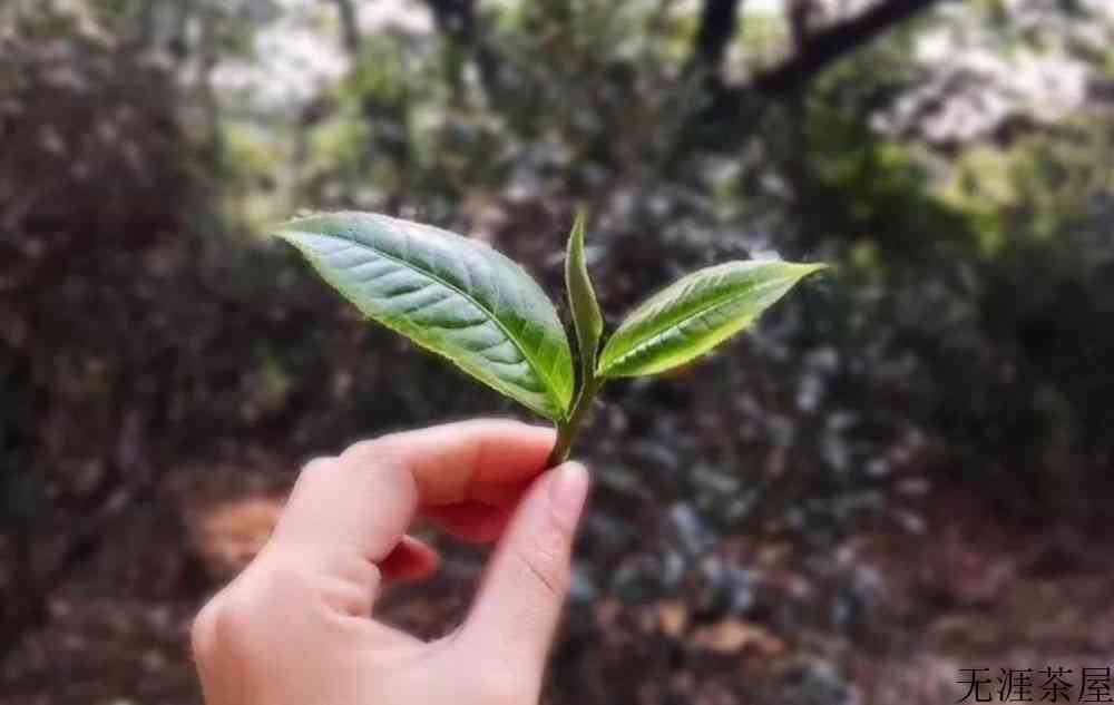 便宜的普洱茶有害吗