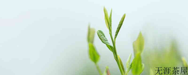 唐代茶叶的种类有什么茶