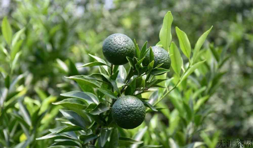 天马柑属于什么茶