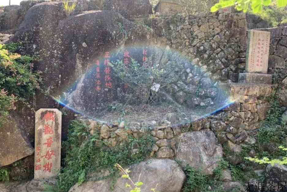 铁观音的由来