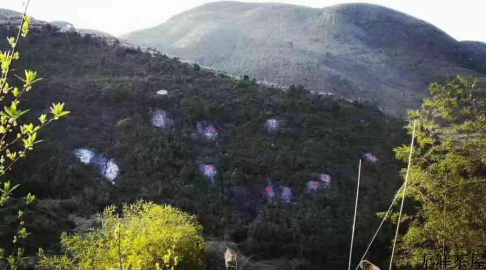正宗福鼎白茶产地在哪里